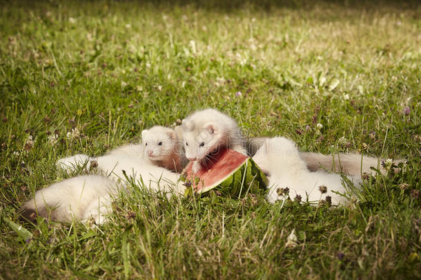 六一星期老的雪貂婴儿采用草和西瓜