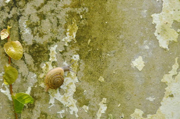蜗牛表面涂布不均缓慢地不中墨西哥人雏菊向墙