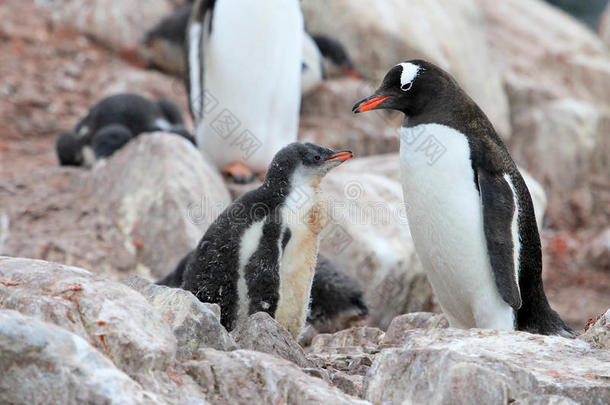 巴布亚<strong>企鹅企鹅</strong>,母亲和小鸡,皮戈斯西利斯巴布亚岛,南极的英语字母表的第16个字母