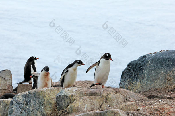 巴布亚企鹅企鹅,皮戈斯西利斯巴布亚岛,<strong>南极</strong>的<strong>半岛</strong>