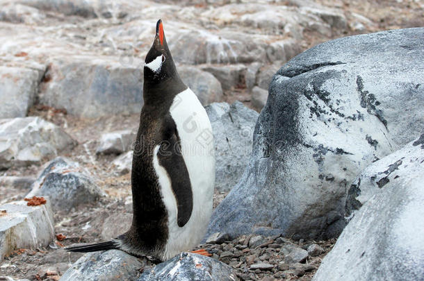 巴布亚企鹅企鹅,皮戈斯西利斯巴布亚岛,南极的半岛