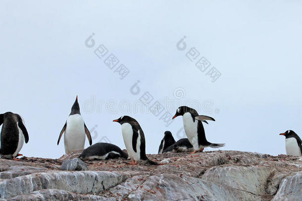 巴布亚<strong>企鹅企鹅</strong>,皮戈斯西利斯巴布亚岛,南极的半岛