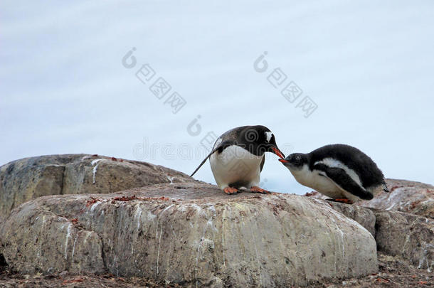 巴布<strong>亚</strong>企鹅企鹅,皮戈斯西利斯巴布<strong>亚</strong>岛,<strong>南极</strong>的半岛