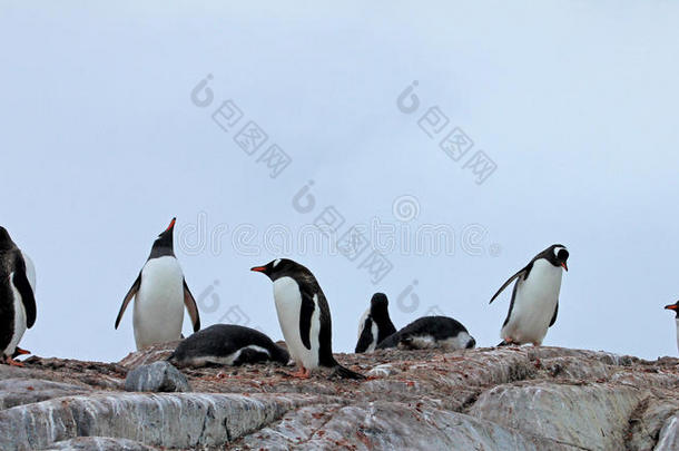 巴布亚企鹅企鹅,皮戈斯西利斯巴布亚岛,<strong>南极</strong>的<strong>半岛</strong>