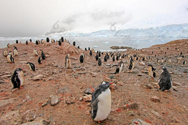 巴布亚企鹅企鹅,皮戈斯西利斯巴布亚岛,南极的半岛