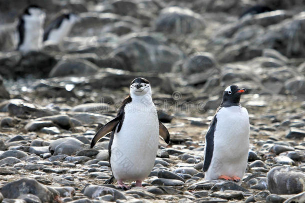 一妇女头巾企鹅向指已提到的人左边的和一巴布亚企鹅企鹅向指已提到的人人狂犬病免疫球蛋白