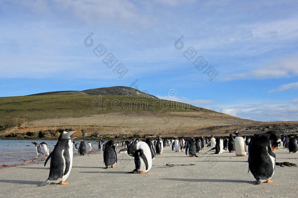巴布<strong>亚</strong>企鹅企鹅,皮戈斯西利斯巴布<strong>亚</strong>岛,磨沙机,福克兰岛