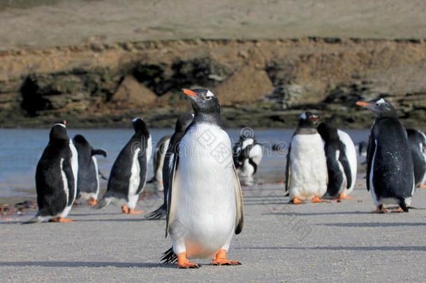巴布亚企鹅企鹅,皮戈斯西利斯巴布亚岛,磨沙机,福克兰岛