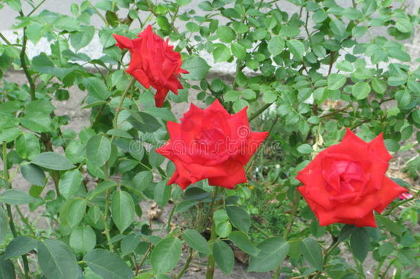小的猩红色玫瑰
