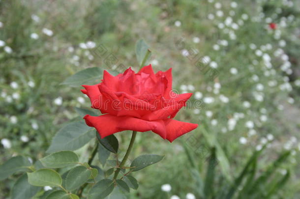 小的猩红色玫瑰