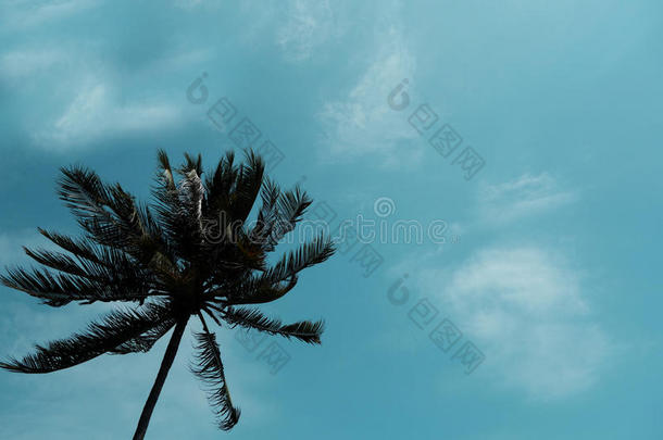 椰子<strong>手掌</strong>树和天向海滩.酿酒的<strong>手掌</strong>向海滩采用总数