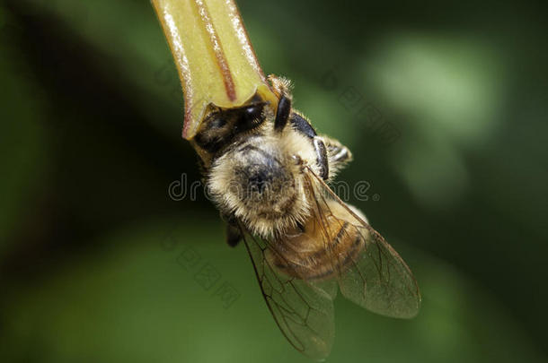 蜜蜂萃取花粉从红杨梅花
