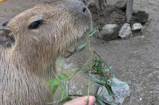 水豚给食采用敞开的动物园