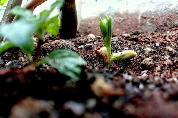 新的植物向泥土