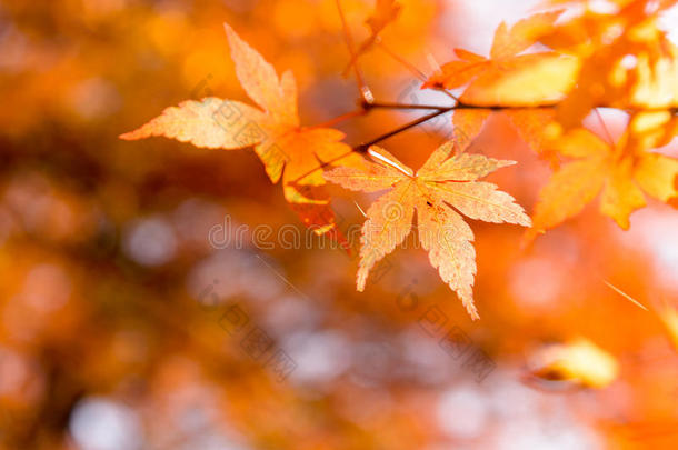 指已提到的人美丽的秋颜色关于黑色亮漆枫树树叶采用枫树运行