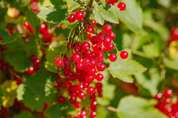 虎耳草科酷栗属的植物<strong>红</strong>核