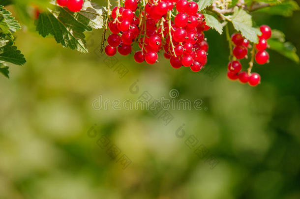 虎耳草科酷栗属的植物<strong>红</strong>核