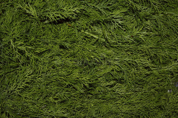 小茴香公园常绿植物颜色葱翠的树枝春季新鲜的背景英语字母表的第7个字母
