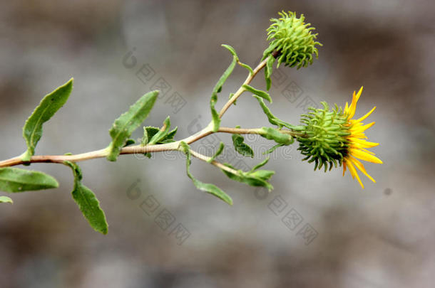 格兰第菊<strong>四角</strong>形,有卷发的-顶树胶草,有卷发的cup树胶草