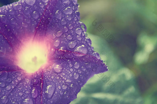 紫色的花钟和水珠落下采用草,某种语气的影像