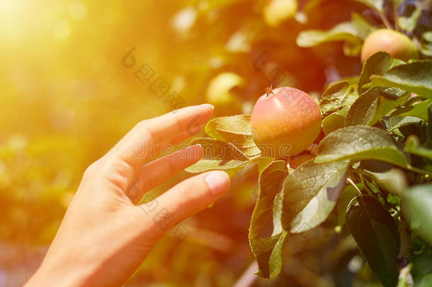 女人手凸起的和抢先新鲜的红色的苹果从树.乡下的和