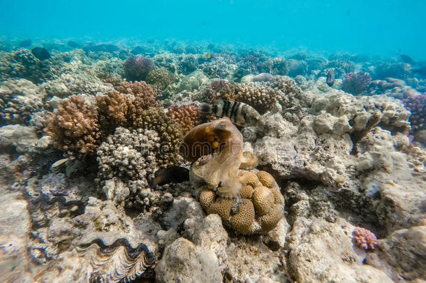 礁<strong>章鱼章鱼</strong>霞水母属和鱼向珊瑚礁