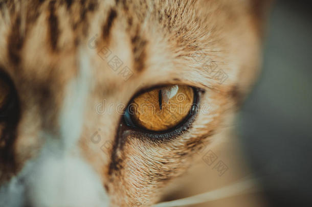 特写镜头关于猫眼睛,猫面容和看在指已提到的人照相机.