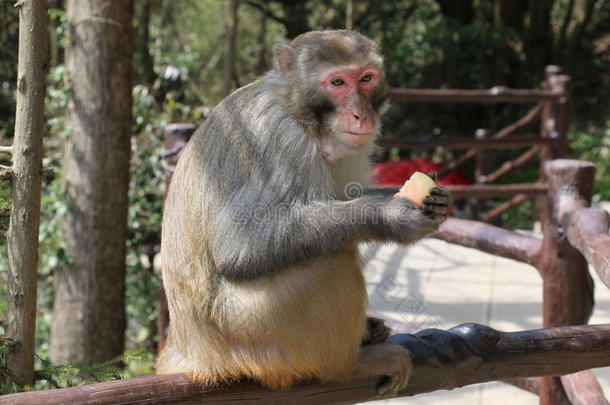 野生的恒河猴恒河猴猴吃苹果.
