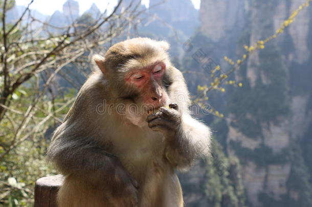 野生的恒河猴恒河猴猴吃苹果.