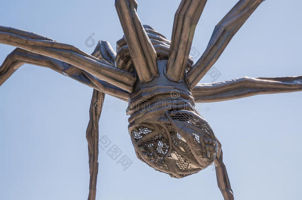 <strong>巨人</strong>蜘蛛和卵结构采用渥太华安大略湖加拿大