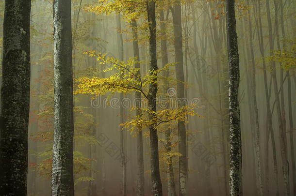 <strong>树</strong>干关于<strong>树</strong>和一br一nch和黄色的le一ves采用一多雾的一utum
