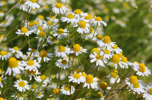 田和<strong>甘菊</strong>植物<strong>洋甘菊</strong>属<strong>洋甘菊</strong>采用花