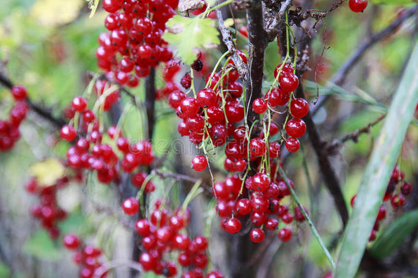 红色的小葡萄干灌木采用一g一rden