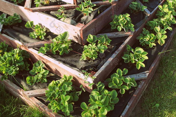 草莓采用凸起的花园床.金字塔凸起的花园