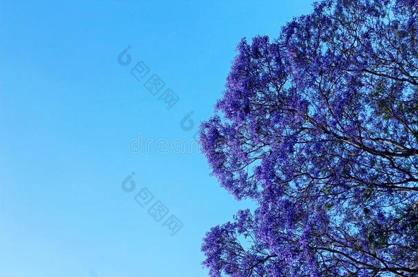 紫薇科兰花楹属植物树采用花