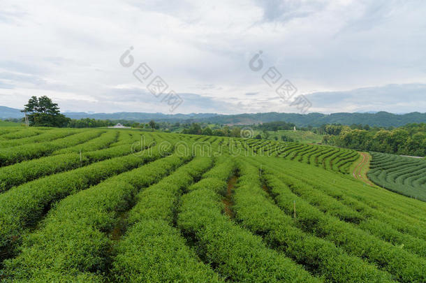 绿色的茶水种植园和山复杂的和多云的