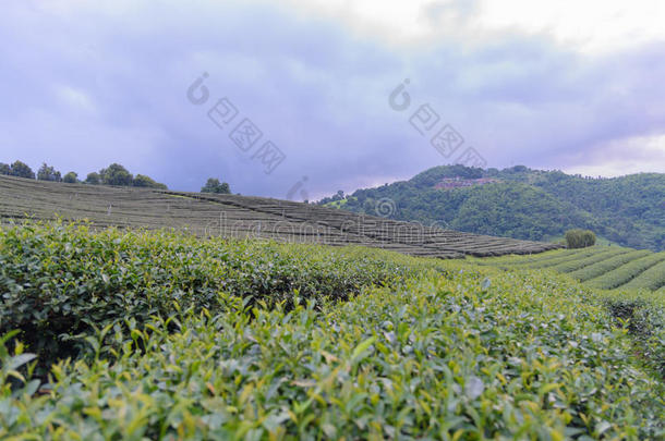 茶水种植园和许多家向山和f向t污迹和自己