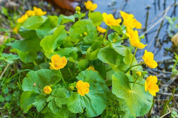 沼泽万寿菊-驴蹄草沼泽的,黄色的花