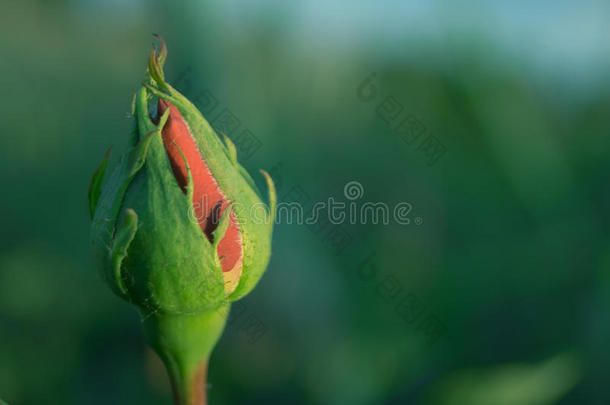 <strong>蔷薇花</strong>蕾种植采用指已提到的人花园