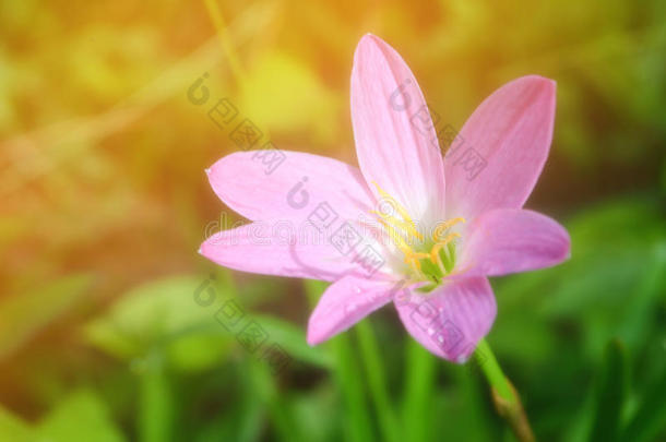 软的集中小的粉红色的花和绿色的光焦外成像春季后面