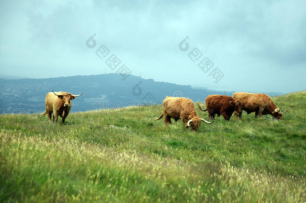 母牛采用指已提到的人小山-高地的牛