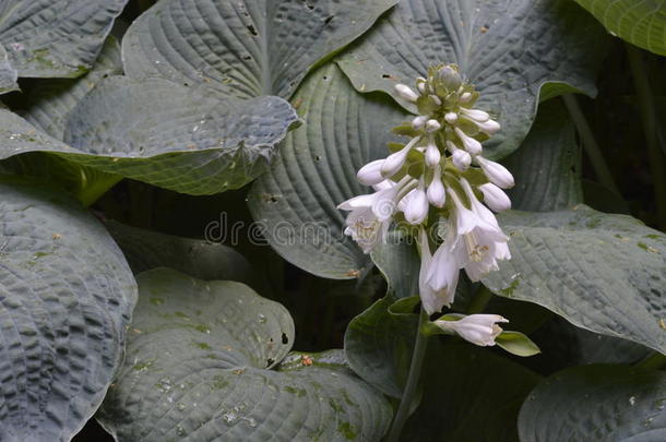 玉簪属植物锡博尔迪亚纳