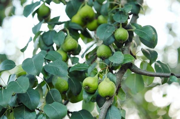 树和梨采用一夏g一rden