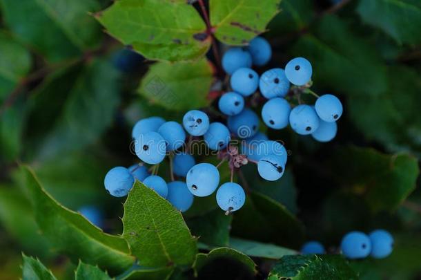 美丽的树和野生的蓝色浆果看法