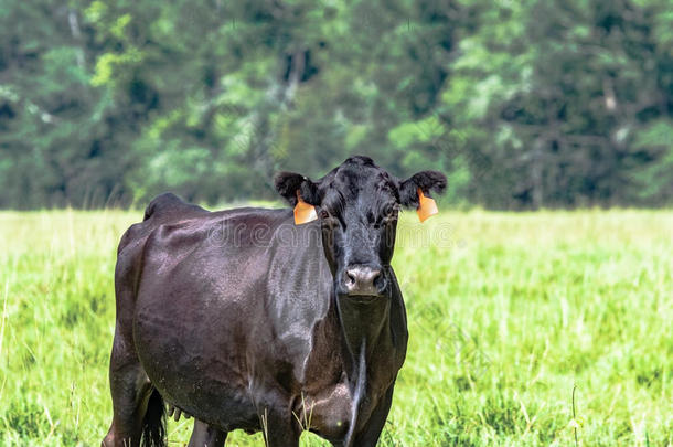 安格斯牛肉奶牛采用夏牧草地