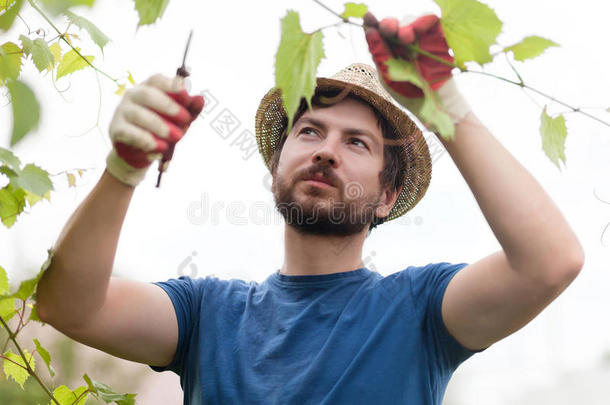 英俊的农场主工作的在指已提到的人花园,修枝葡萄植物