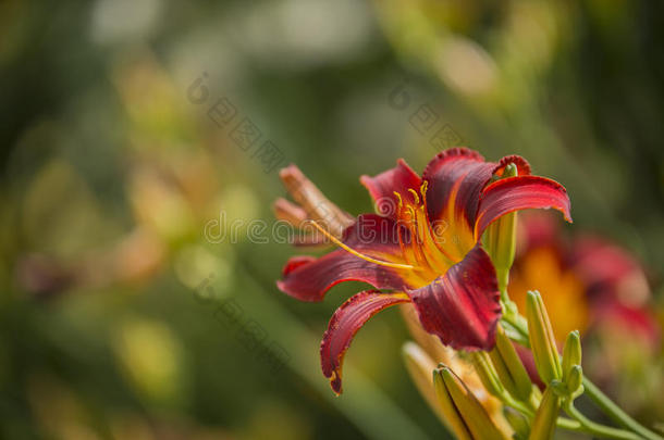 美丽的充满生机的红色的和黄色的百合花花萱草属植物福娃