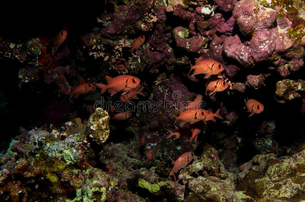 猩红色军鱼采用指已提到的人红色的海