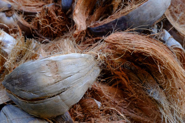 撕裂椰子壳的纤维向地面