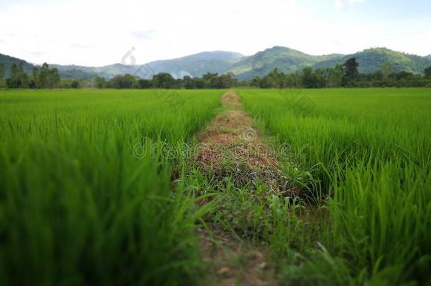 ThaiAirwaysInternational泰航国际田采用纳孔纳约克农场